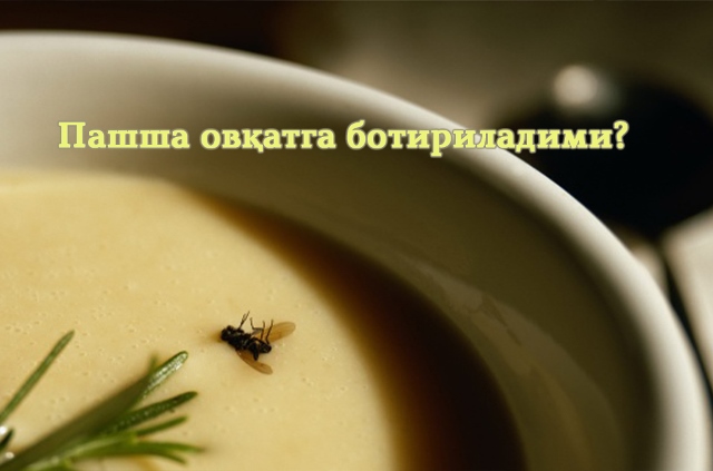 ПАШША ОВҚАТГА БОТИРИЛАДИМИ?
